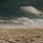 The Role of Bioengineering in Combating Climate Change