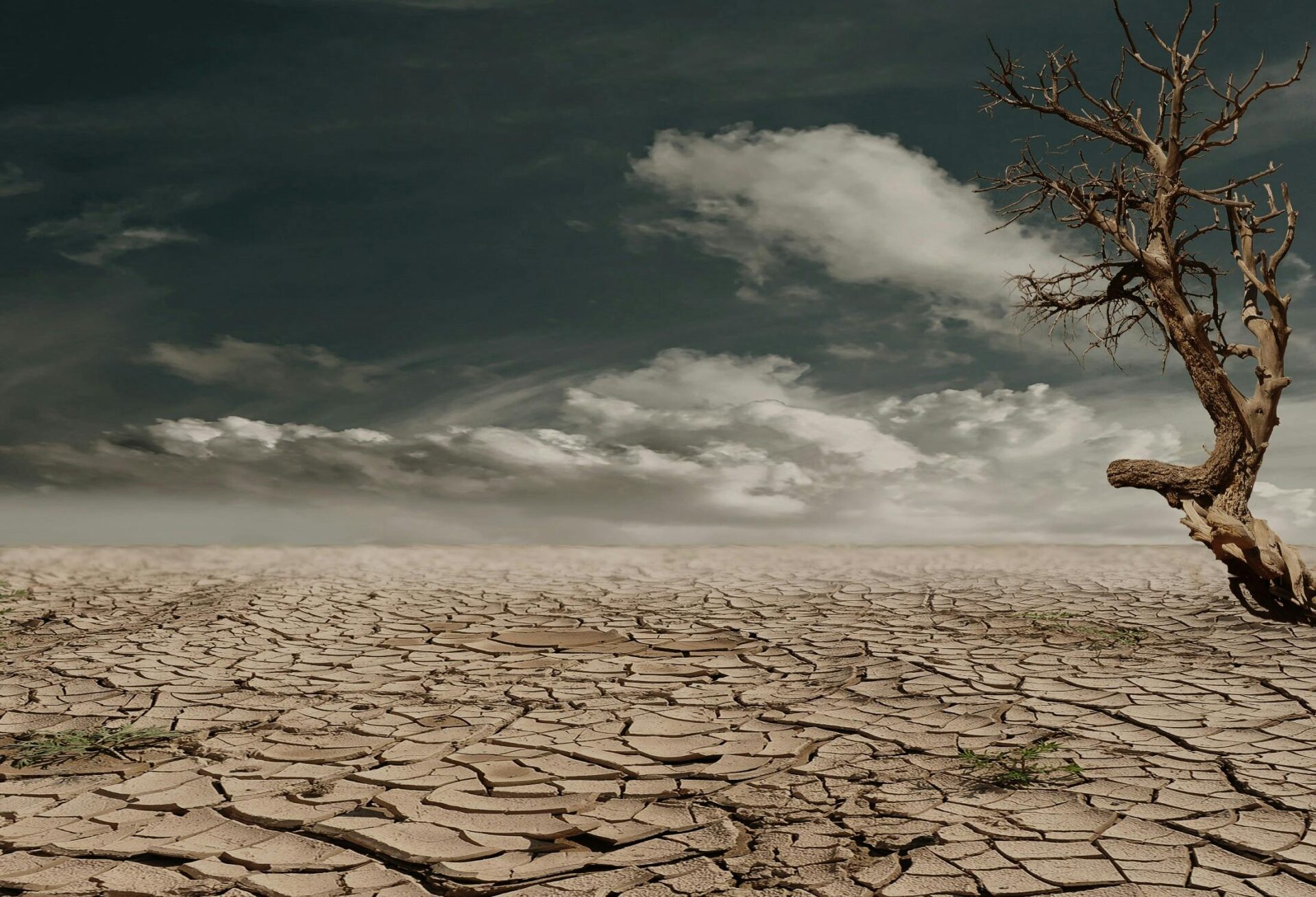 The Role of Bioengineering in Combating Climate Change